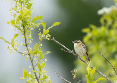 Der Schilfrohrsänger – Vogelfoto von Stefan Berghoff, Bild 4