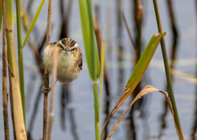 Der Schilfrohrsänger – Vogelfoto von Stefan Berghoff, Bild 3