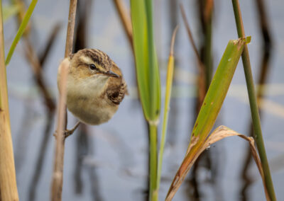 Der Schilfrohrsänger – Vogelfoto von Stefan Berghoff, Bild 2