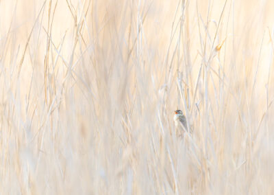 Der Schilfrohrsänger – Vogelfoto von Stefan Berghoff, Bild 14