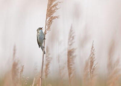 Der Schilfrohrsänger – Vogelfoto von Stefan Berghoff, Bild 13
