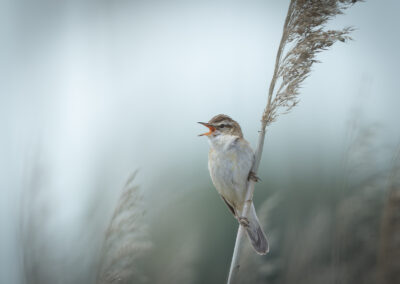 Der Schilfrohrsänger – Vogelfoto von Stefan Berghoff, Bild 12