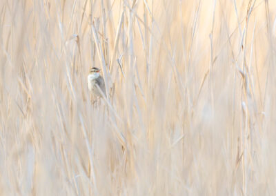 Der Schilfrohrsänger – Vogelfoto von Stefan Berghoff, Bild 1