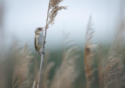 Der Schilfrohrsänger – Vogelfoto von Stefan Berghoff, Bild 11