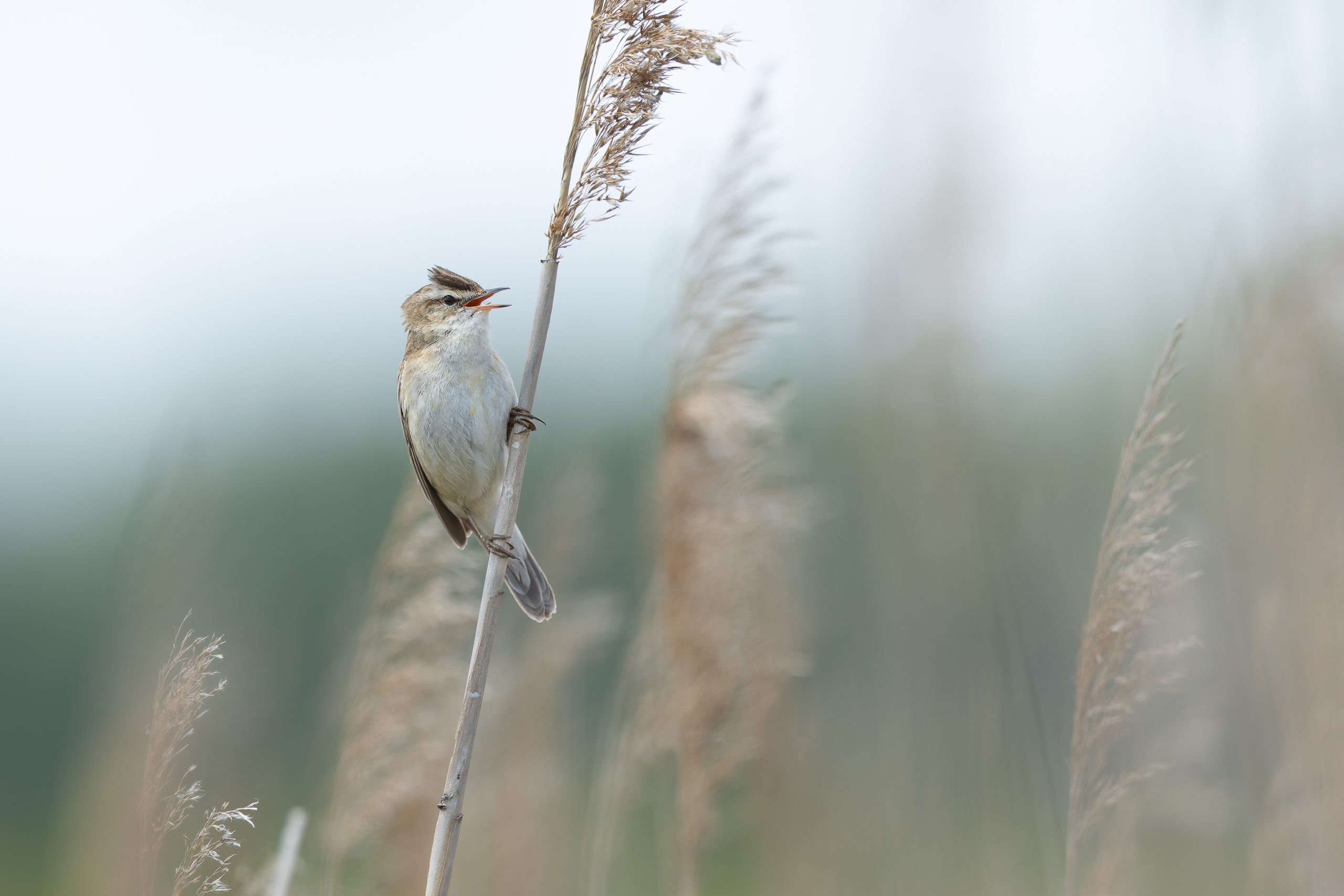R5II9389-DxO_DeepPRIME XD2s Der Schilfrohrsänger (Acrocephalus schoenobaenus) – Vogelfoto von Stefan Berghoff