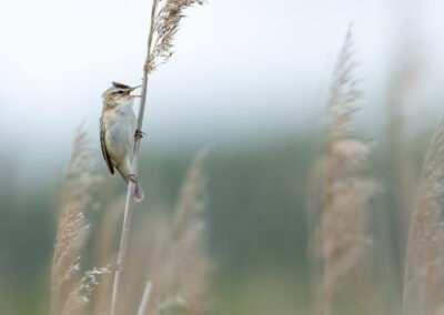 Der Schilfrohrsänger – Vogelfoto von Stefan Berghoff, Bild 10