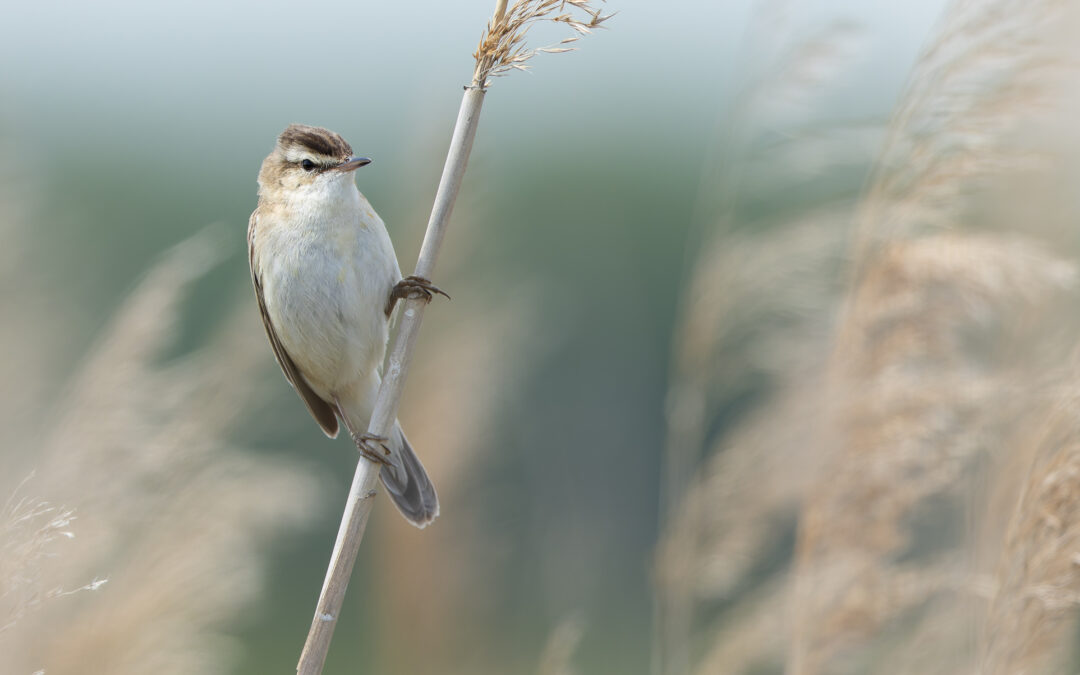 Der Schilfrohrsänger (Acrocephalus schoenobaenus) – Vogelfoto von Stefan Berghoff