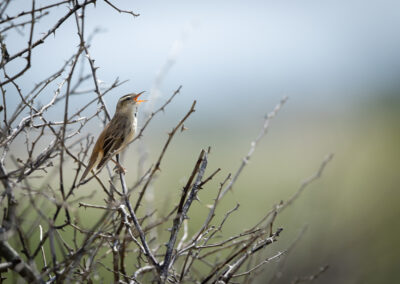 Der Schilfrohrsänger – Vogelfoto von Stefan Berghoff, Bild 9