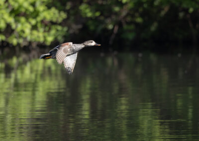 Die Schnatterente – Vogelfoto von Stefan Berghoff, Bild 7