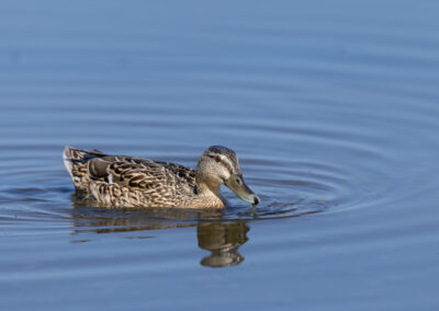 Die Schnatterente – Vogelfoto von Stefan Berghoff, Bild 6