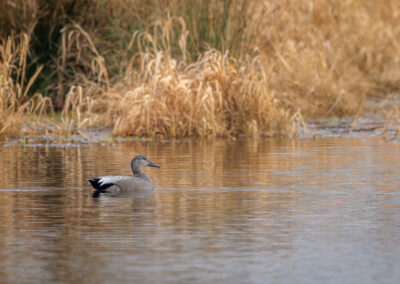 Die Schnatterente – Vogelfoto von Stefan Berghoff, Bild 2