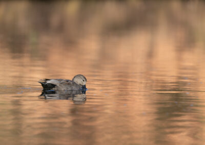 Die Schnatterente – Vogelfoto von Stefan Berghoff, Bild 11