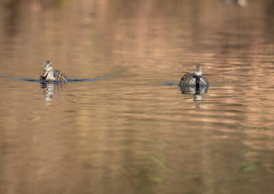 Die Schnatterente – Vogelfoto von Stefan Berghoff, Bild 10