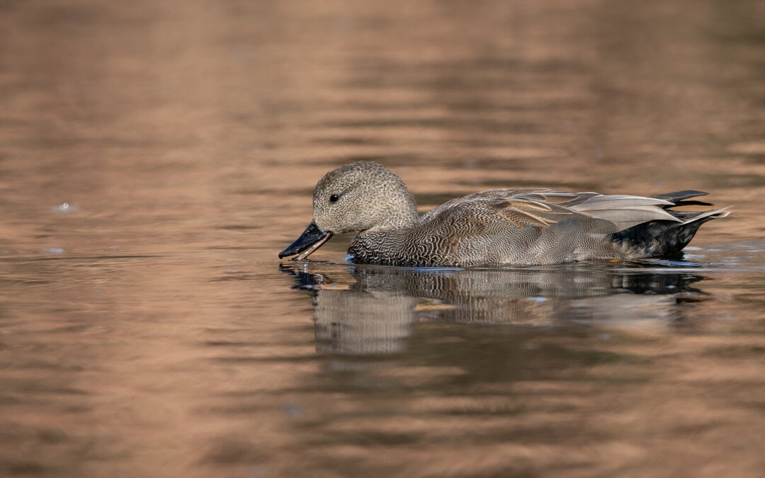Die Schnatterente (Mareca strepera) – Vogelfoto von Stefan Berghoff