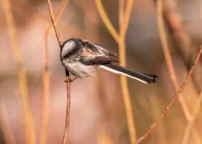 Die Schwanzmeise – Vogelfoto von Stefan Berghoff, Bild 5