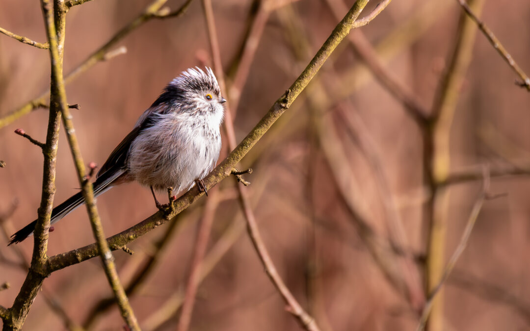 Die Schwanzmeise (Aegithalos caudatus) – Vogelfoto von Stefan Berghoff