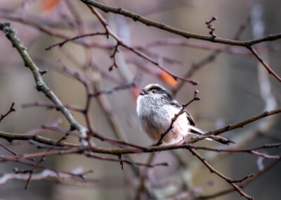 Die Schwanzmeise – Vogelfoto von Stefan Berghoff, Bild 4