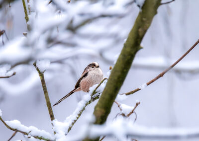 Die Schwanzmeise – Vogelfoto von Stefan Berghoff, Bild 1
