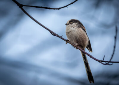 Die Schwanzmeise – Vogelfoto von Stefan Berghoff, Bild 3