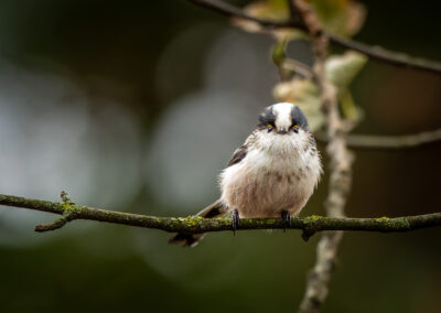Die Schwanzmeise – Vogelfoto von Stefan Berghoff, Bild 2