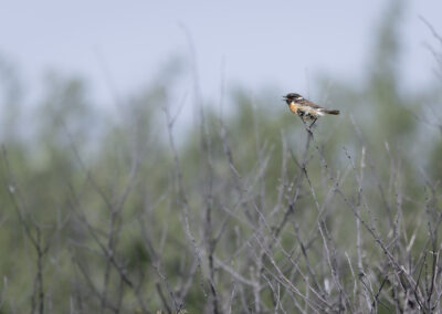 Das Schwarzkehlchen – Vogelfoto von Stefan Berghoff, Bild 2