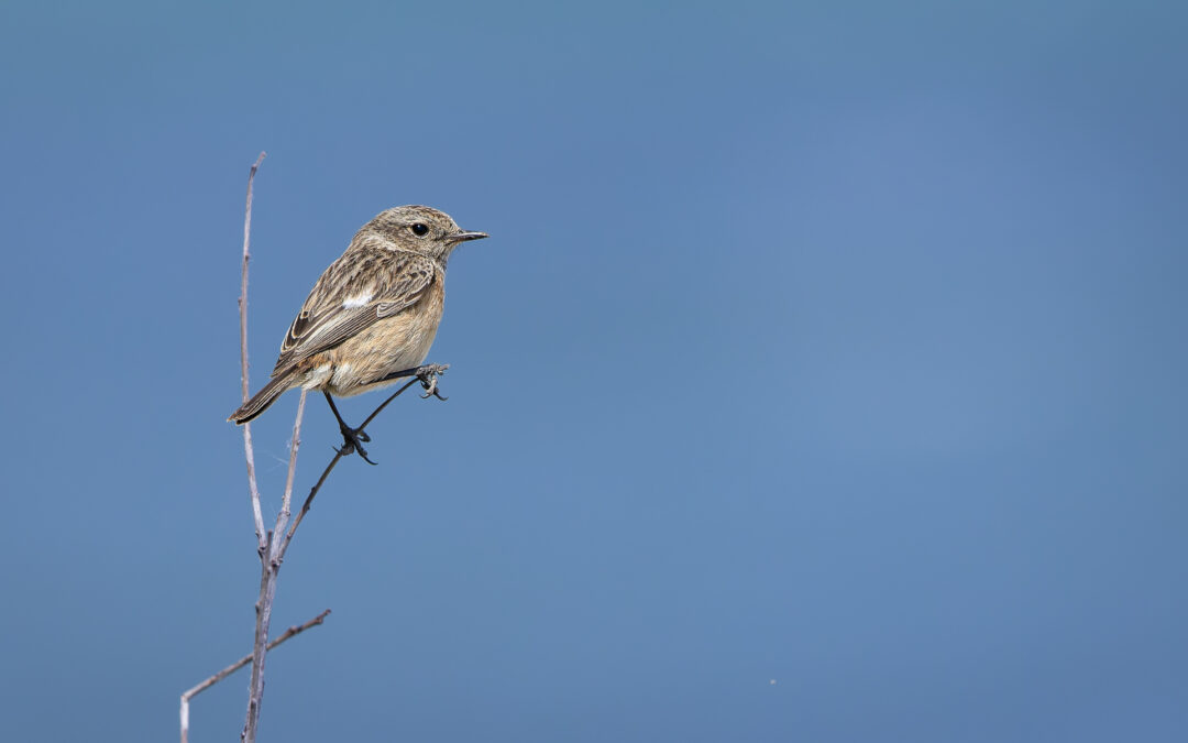 Das Schwarzkehlchen (Saxicola rubicola) – Vogelfoto von Stefan Berghoff