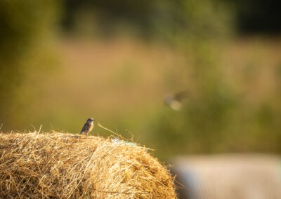 Das Schwarzkehlchen – Vogelfoto von Stefan Berghoff, Bild 1