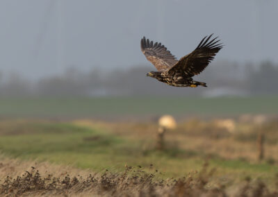 Der Seeadler – Vogelfoto von Stefan Berghoff, Bild 2