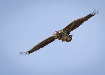 Der Seeadler – Vogelfoto von Stefan Berghoff, Bild 4
