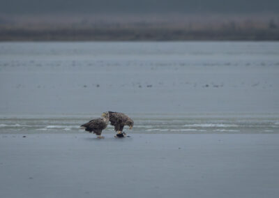 Der Seeadler – Vogelfoto von Stefan Berghoff, Bild 3
