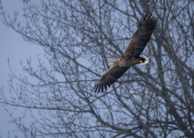Der Seeadler – Vogelfoto von Stefan Berghoff, Bild 1