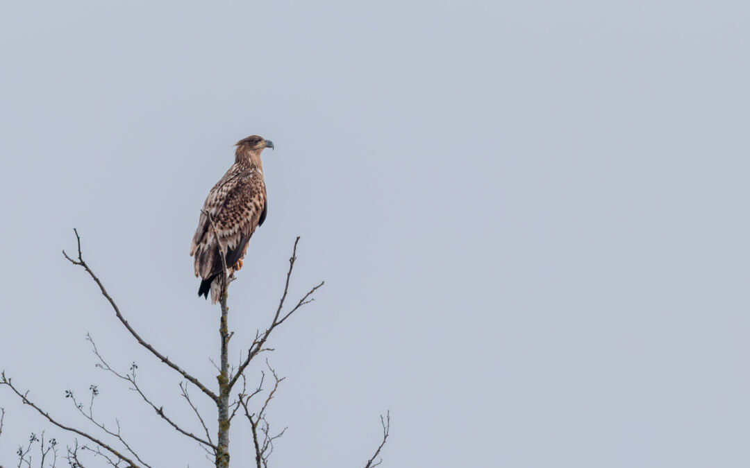 Der Seeadler (Haliaeetus albicilla) – Vogelfoto von Stefan Berghoff