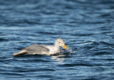 Die Silbermöwe – Vogelfoto von Stefan Berghoff, Bild 4