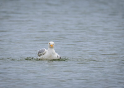 Die Silbermöwe – Vogelfoto von Stefan Berghoff, Bild 2