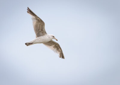 Die Silbermöwe – Vogelfoto von Stefan Berghoff, Bild 7