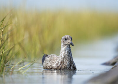 Die Silbermöwe – Vogelfoto von Stefan Berghoff, Bild 1