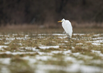 Der Silberreiher – Vogelfoto von Stefan Berghoff, Bild 3
