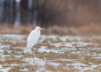 Der Silberreiher – Vogelfoto von Stefan Berghoff, Bild 1