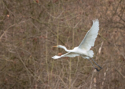 Der Silberreiher – Vogelfoto von Stefan Berghoff, Bild 5