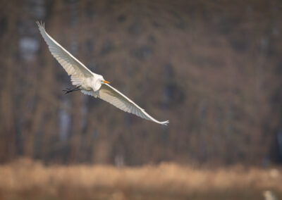 Der Silberreiher – Vogelfoto von Stefan Berghoff, Bild 8