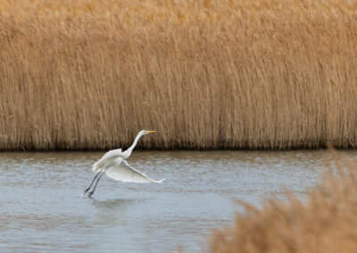 Der Silberreiher – Vogelfoto von Stefan Berghoff, Bild 4