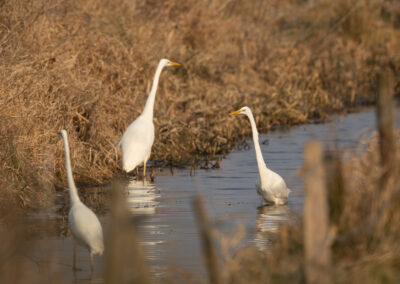 Der Silberreiher – Vogelfoto von Stefan Berghoff, Bild 2