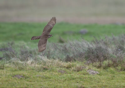 Der Sperber – Vogelfoto von Stefan Berghoff, Bild 5