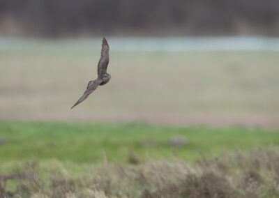 Der Sperber – Vogelfoto von Stefan Berghoff, Bild 4