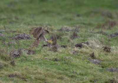 Der Sperber – Vogelfoto von Stefan Berghoff, Bild 3