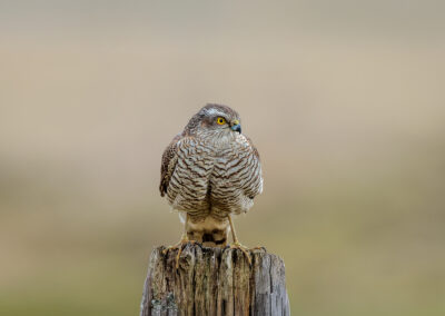 Der Sperber – Vogelfoto von Stefan Berghoff, Bild 2