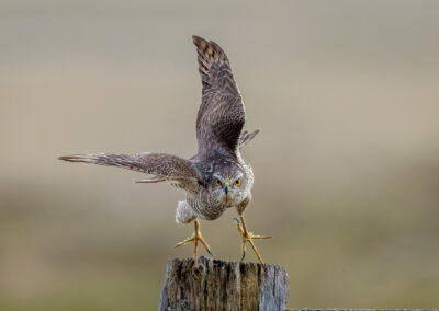 Der Sperber – Vogelfoto von Stefan Berghoff, Bild 1