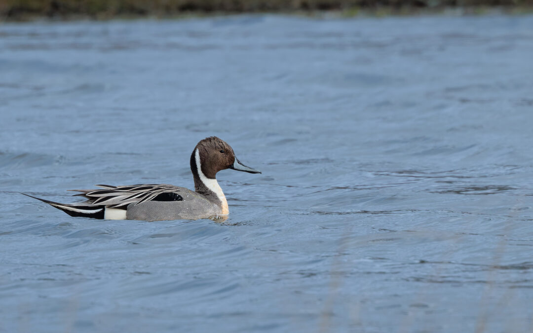 Die Spießente (Anas acuta) – Vogelfoto von Stefan Berghoff