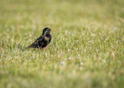 Der Star – Vogelfoto von Stefan Berghoff, Bild 6