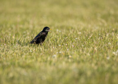 Der Star – Vogelfoto von Stefan Berghoff, Bild 5